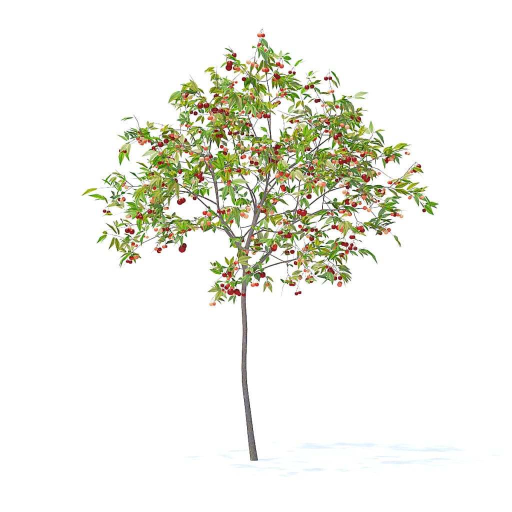 Cherry Tree with Fruits 3D Model 2.5m