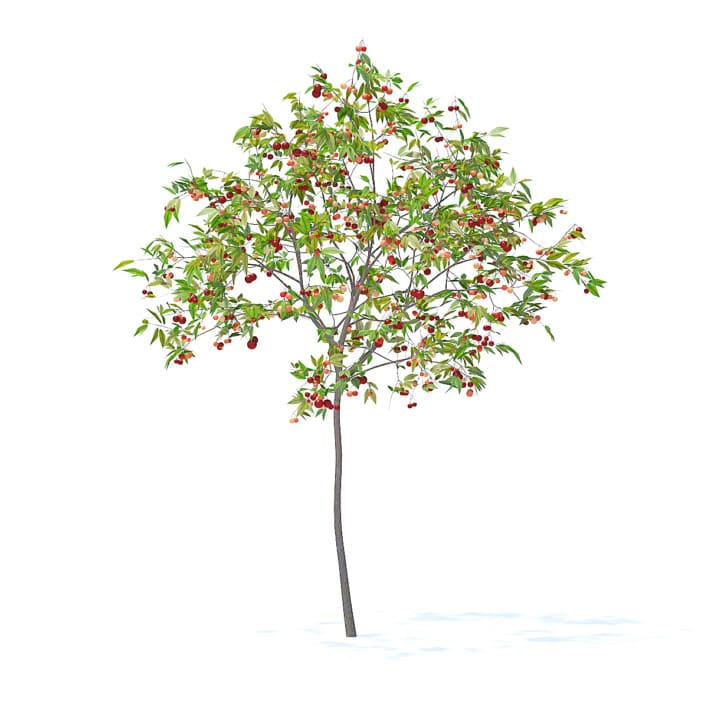 Cherry Tree with Fruits 3D Model 2.5m (9533)