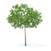 Cherry Tree 3D Model 3.3m (9534) - Image 3