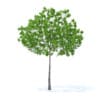 Cherry Tree 3D Model 3.3m (9534) - Image 5