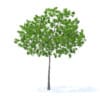 Cherry Tree 3D Model 3.3m (9534) - Image 7