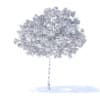 Cherry Tree 3D Model 3.3m (9534) - Image 8