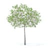 Cherry Tree with Flowers 3D Model 3.3m (9535) - Image 3