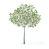 Cherry Tree with Flowers 3D Model 3.3m (9535) - Image 5