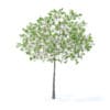Cherry Tree with Flowers 3D Model 3.3m (9535) - Image 7