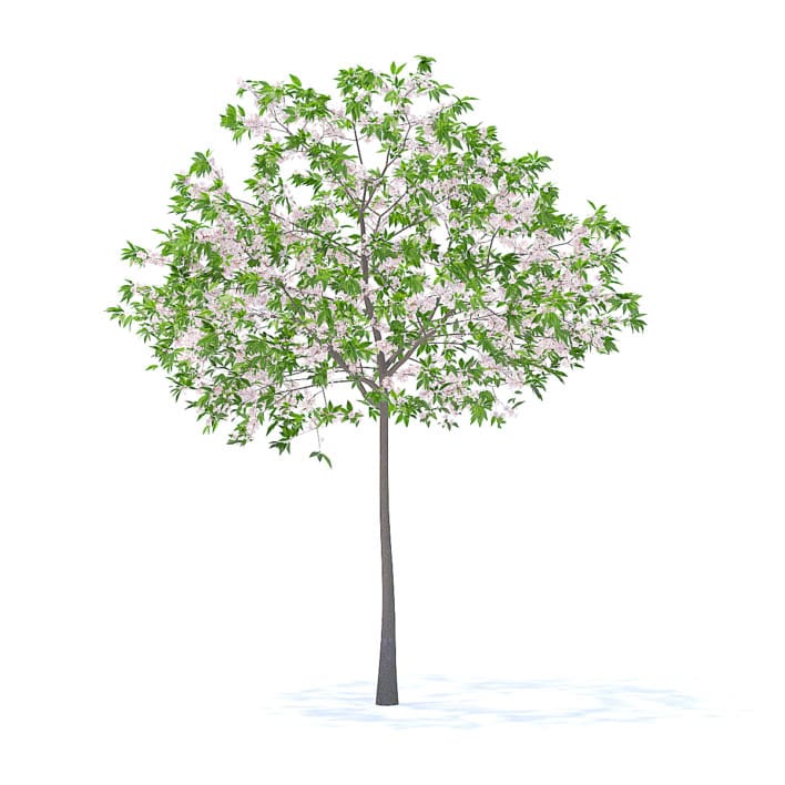 Cherry Tree with Flowers 3D Model 3.3m (9535)