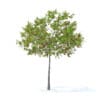 Cherry Tree with Fruits 3D Model 3.3m (9536) - Image 7