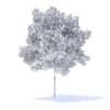 Cherry Tree 3D Model 5.7m (9537) - Image 2