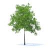 Cherry Tree 3D Model 5.7m (9537) - Image 3