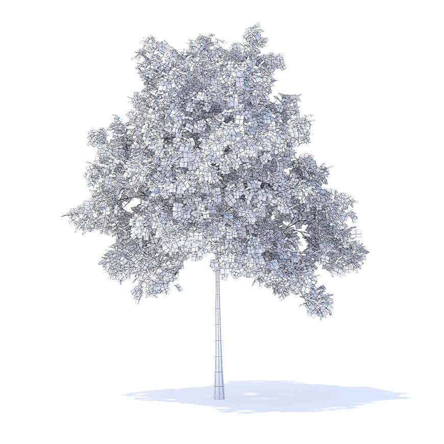 Cherry Tree 3D Model 5.7m
