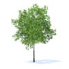 Cherry Tree 3D Model 5.7m (9537) - Image 5