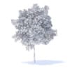 Cherry Tree 3D Model 5.7m (9537) - Image 6