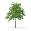 Cherry Tree 3D Model 5.7m (9537) - Image 7