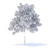 Cherry Tree 3D Model 5.7m (9537) - Image 8