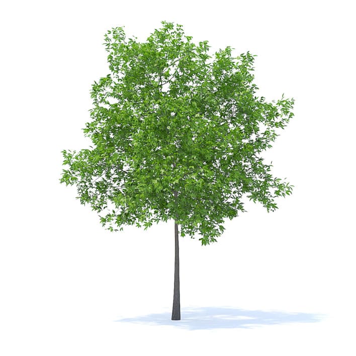 Cherry Tree 3D Model 5.7m (9537)