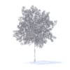 Cherry Tree with Flowers 3D Model 5.7m (9538) - Image 2