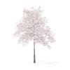 Cherry Tree with Flowers 3D Model 5.7m (9538) - Image 3