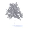 Cherry Tree with Flowers 3D Model 5.7m (9538) - Image 4