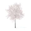 Cherry Tree with Flowers 3D Model 5.7m (9538) - Image 5