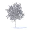 Cherry Tree with Flowers 3D Model 5.7m (9538) - Image 6
