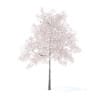 Cherry Tree with Flowers 3D Model 5.7m (9538) - Image 7