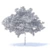 Cherry Tree 3D Model 6.5m (9540) - Image 2