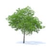 Cherry Tree 3D Model 6.5m (9540) - Image 3