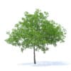 Cherry Tree 3D Model 6.5m (9540) - Image 5