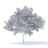 Cherry Tree 3D Model 6.5m (9540) - Image 6
