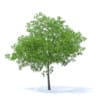 Cherry Tree 3D Model 6.5m (9540) - Image 7