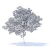 Cherry Tree 3D Model 6.5m (9540) - Image 8