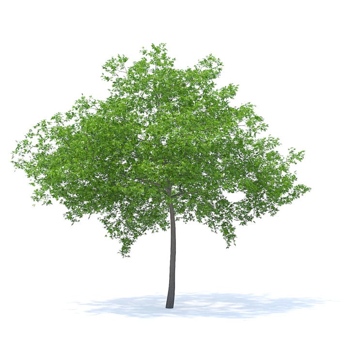 Cherry Tree 3D Model 6.5m (9540)