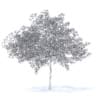 Cherry Tree with Flowers 3D Model 6.5m (9541) - Image 2
