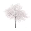 Cherry Tree with Flowers 3D Model 6.5m (9541) - Image 3