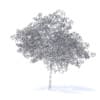 Cherry Tree with Flowers 3D Model 6.5m (9541) - Image 4