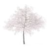 Cherry Tree with Flowers 3D Model 6.5m (9541) - Image 5