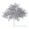Cherry Tree with Flowers 3D Model 6.5m (9541) - Image 6