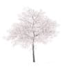 Cherry Tree with Flowers 3D Model 6.5m (9541) - Image 7