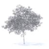 Cherry Tree with Flowers 3D Model 6.5m (9541) - Image 8