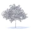 Cherry Tree with Fruits 3D Model 6.5m (9542) - Image 2