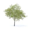 Cherry Tree with Fruits 3D Model 6.5m (9542) - Image 3