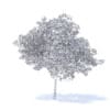 Cherry Tree with Fruits 3D Model 6.5m (9542) - Image 4
