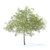 Cherry Tree with Fruits 3D Model 6.5m (9542) - Image 5