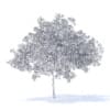 Cherry Tree with Fruits 3D Model 6.5m (9542) - Image 6