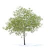 Cherry Tree with Fruits 3D Model 6.5m (9542) - Image 7