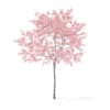 Peach Tree with Flowers 3D Model 2.3m (9544) - Image 7