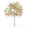 Peach Tree with Fruits 3D Model 2.3m (9545) - Image 7