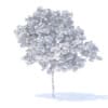 Peach Tree 3D Model 3m (9546) - Image 2