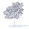 Peach Tree 3D Model 3m (9546) - Image 4