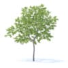 Peach Tree 3D Model 3m (9546) - Image 5